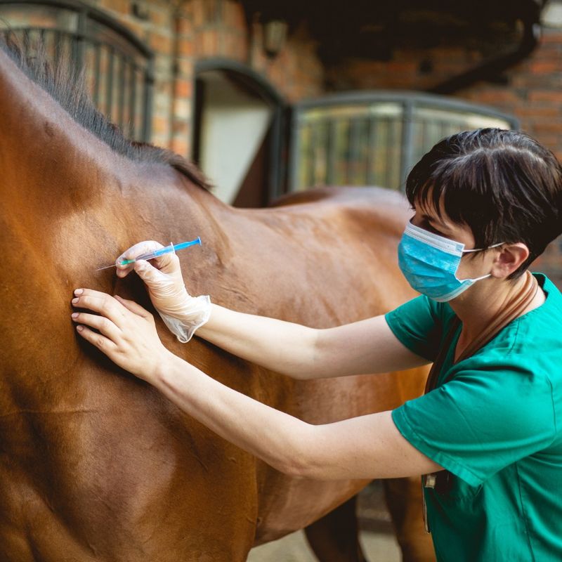 The Importance of Seasonal Vaccines Carter Veterinary Services